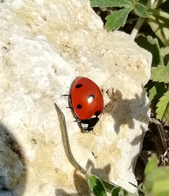 Coccinella septempunctata - hétpettyes katica