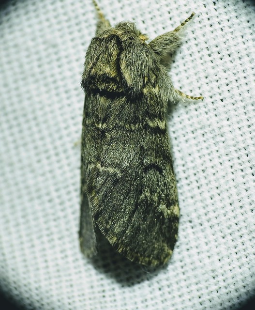 Drymonia ruficornis - cserfa-púposszövő