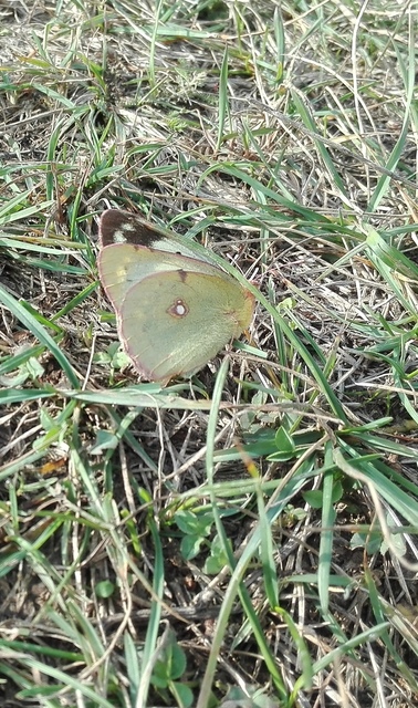 Colias croceus - sáfránylepke
