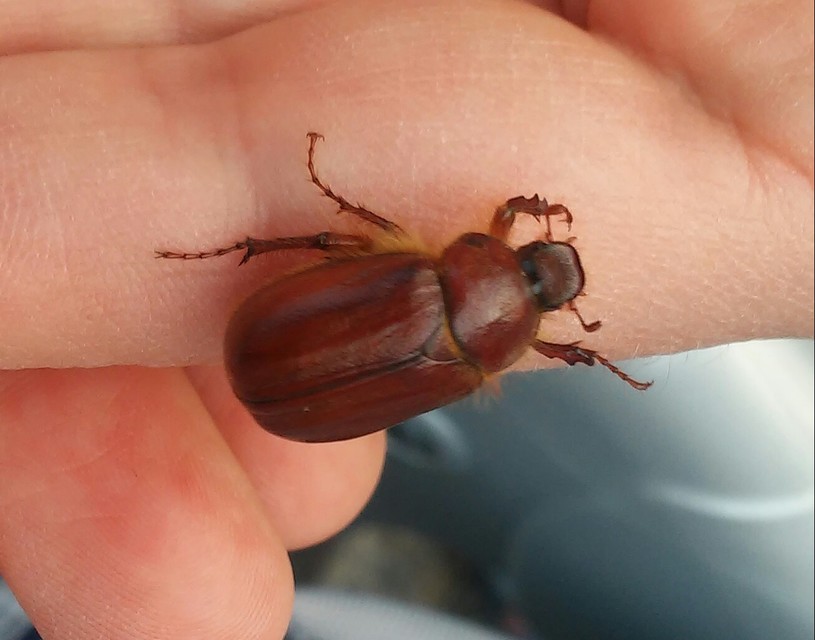 Holochelus pilicollis