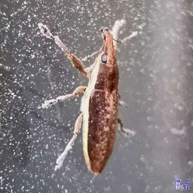 Lixus ochraceus - retek-dudvabarkó