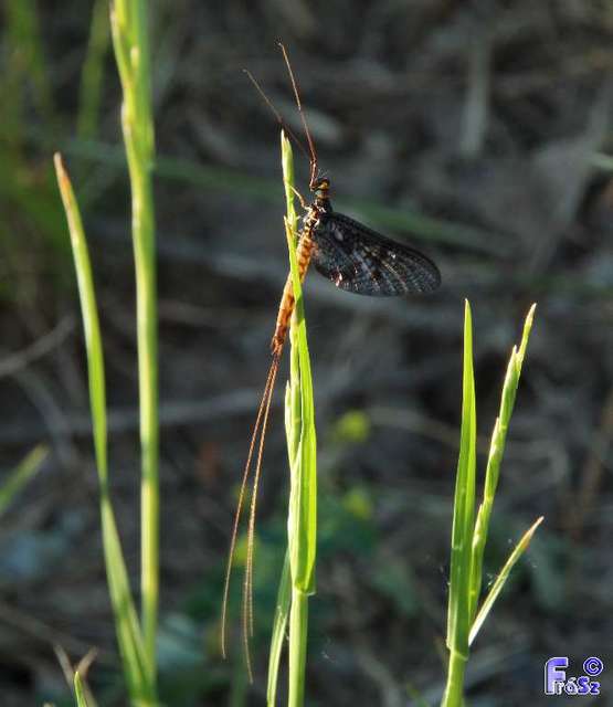 Ephemera vulgata - közönséges tarkakérész