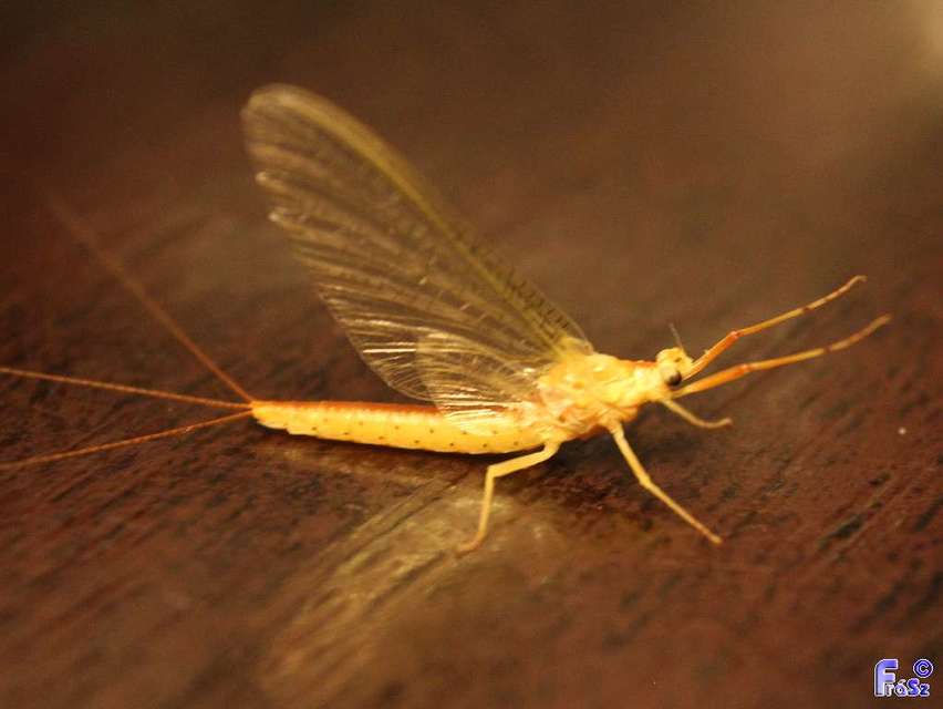Potamanthus luteus - folyamvirág