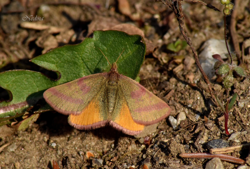 Lythria purpuraria - bíborsávos araszoló
