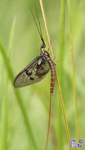 Ephemera vulgata - közönséges tarkakérész