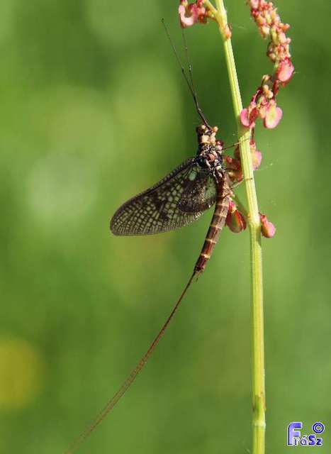 Ephemera vulgata - közönséges tarkakérész
