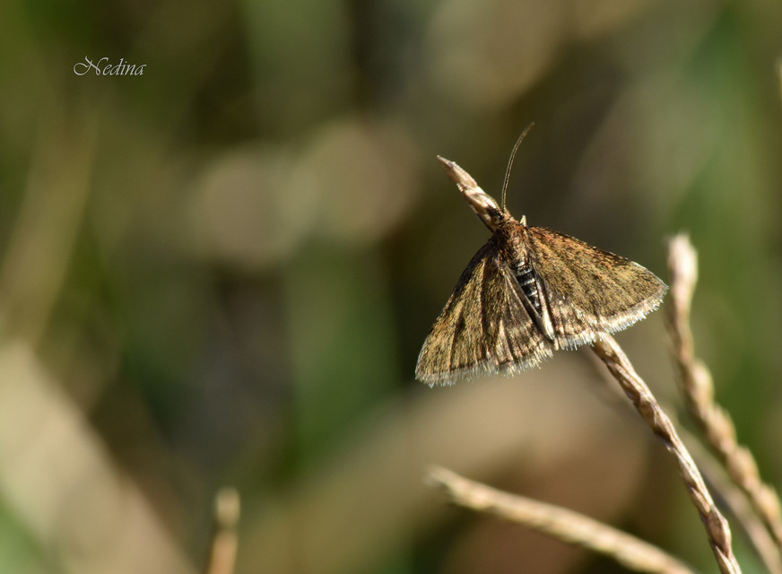 Pyrausta despicata - réti bíbormoly