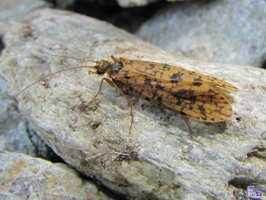 Trichoptera - Tegzesek