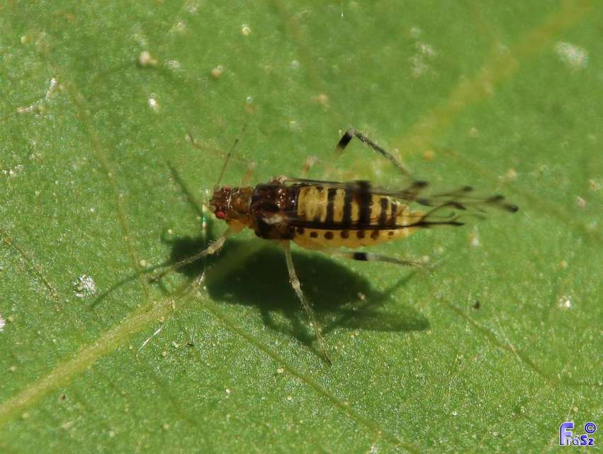 Panaphis juglandis