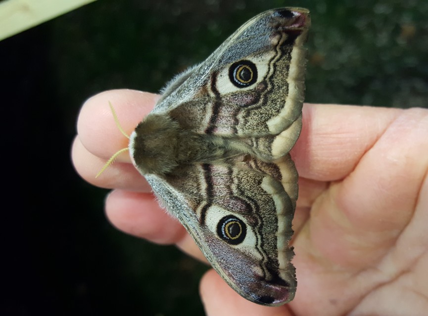 Saturnia pavoniella/pavonia