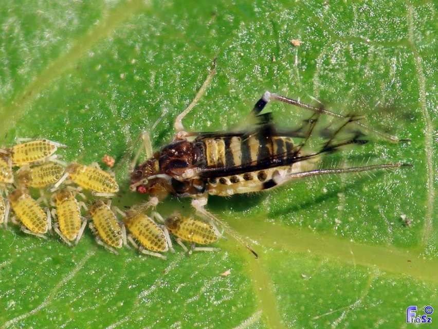 Panaphis juglandis