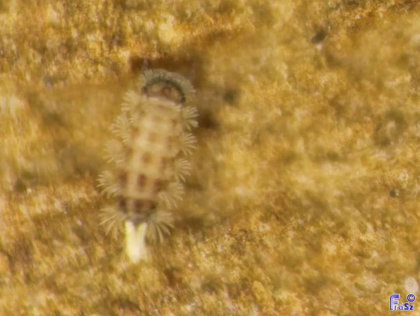 Polyxenus lagurus