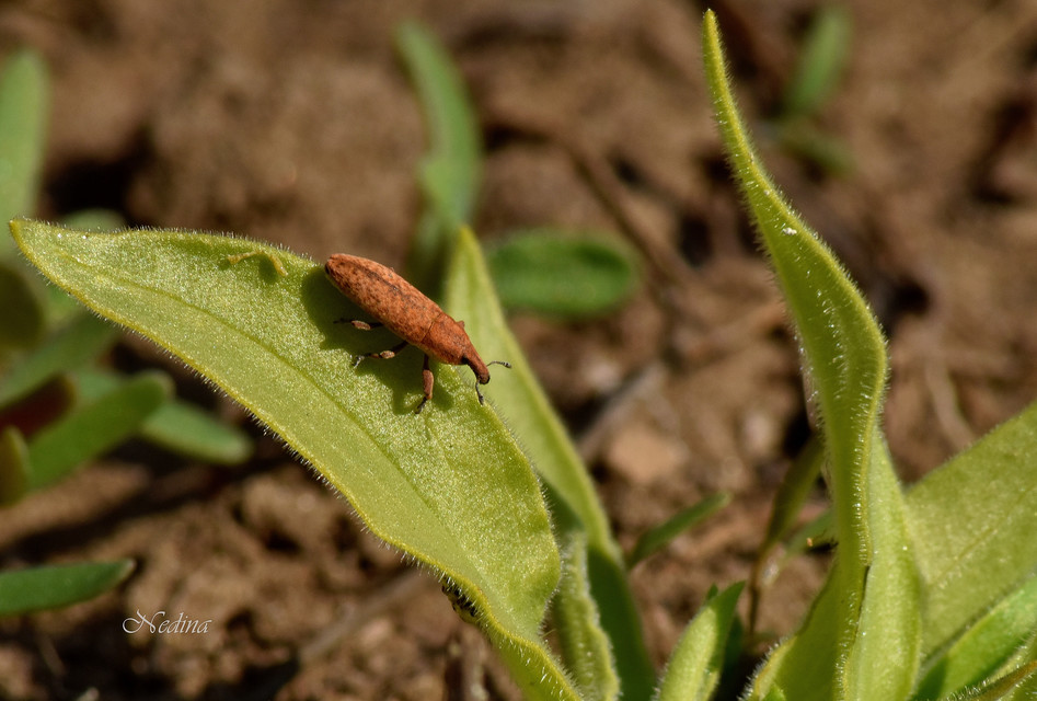 Lixus brevipes - vaskosorrú dudvabarkó