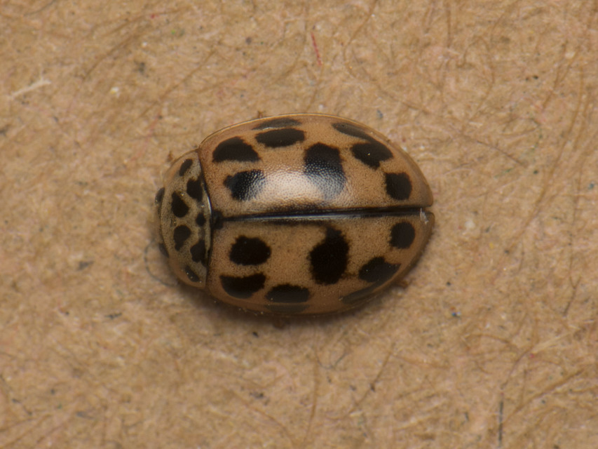 Oenopia conglobata - rózsás katica