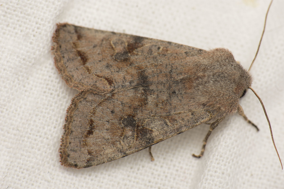 Orthosia incerta - változékony barkabagoly