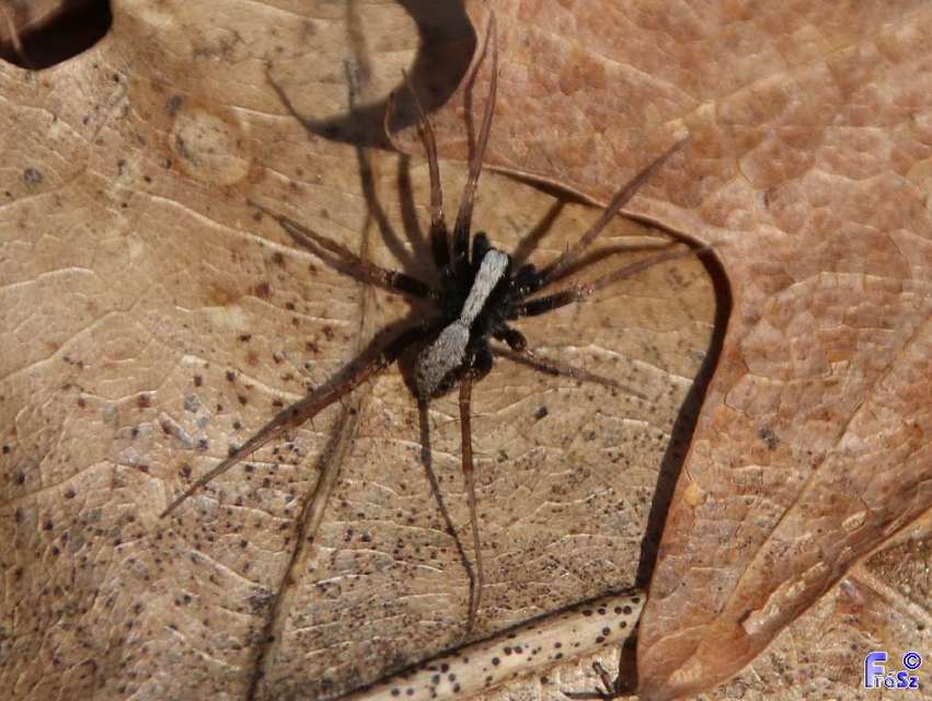 Pardosa alacris/lugubris