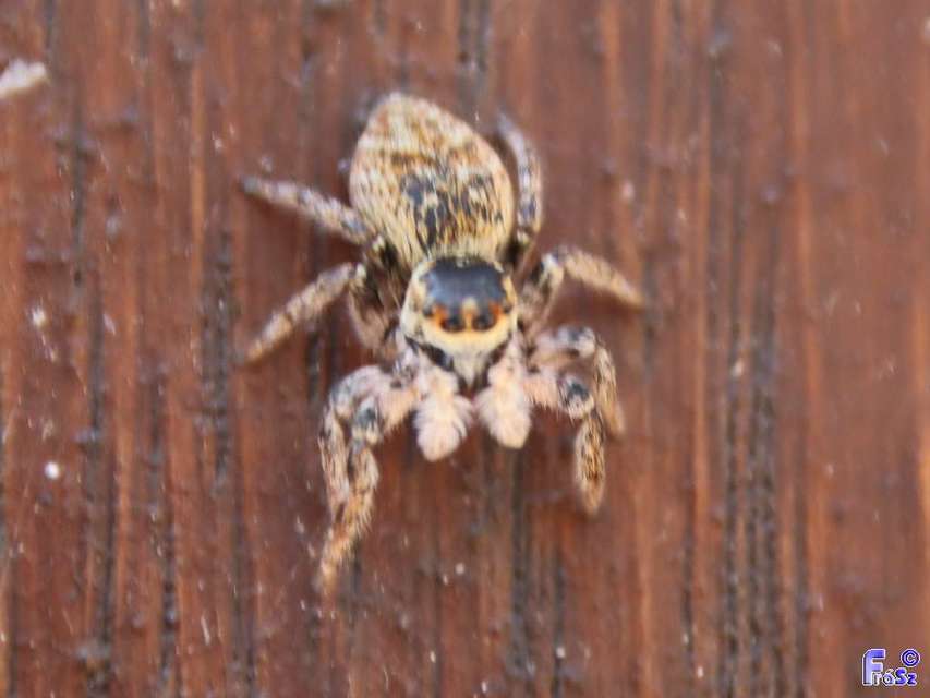 Carrhotus xanthogramma - rozsdás ugrópók