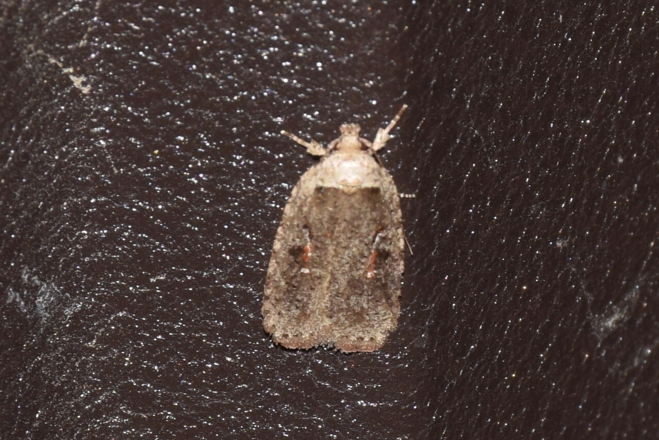Agonopterix ocellana - szemes laposmoly