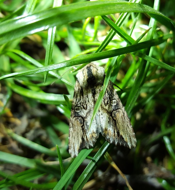 Egira conspicillaris - változékony szürkebagoly