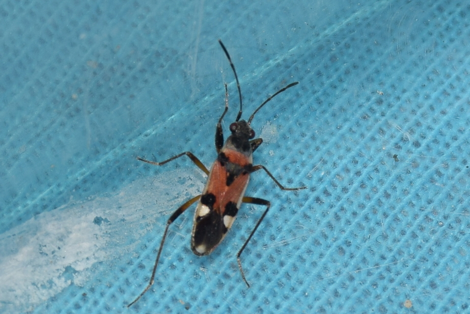 Beosus quadripunctatus - pettyes homokibodobács