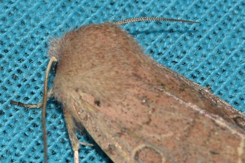 Orthosia gracilis - karcsú barkabagoly