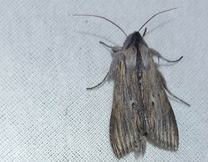 Cucullia chamomillae - székfű-csuklyásbagoly