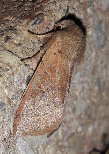 Orthosia cerasi - közepes barkabagoly