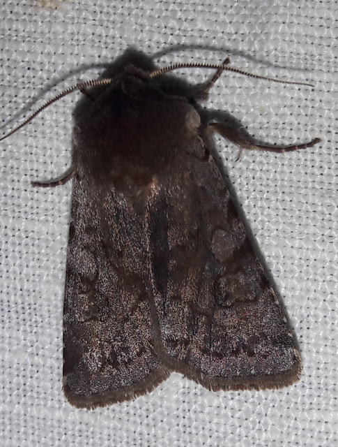 Cerastis rubricosa - vörhenyes tavaszibagoly