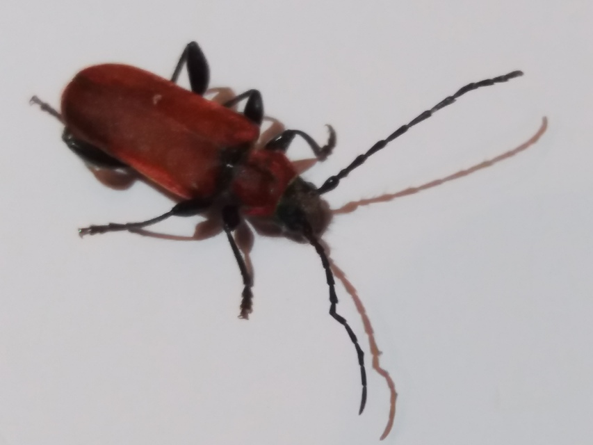 Pyrrhidium sanguineum - tűzpiros facincér