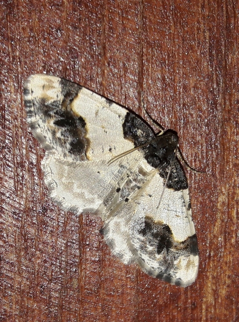 Ligdia adustata - barna levélaraszoló