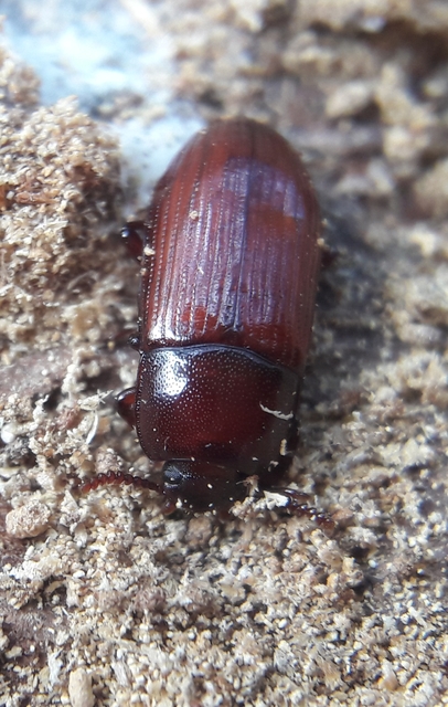 Uloma culinaris - nagy rágványbogár