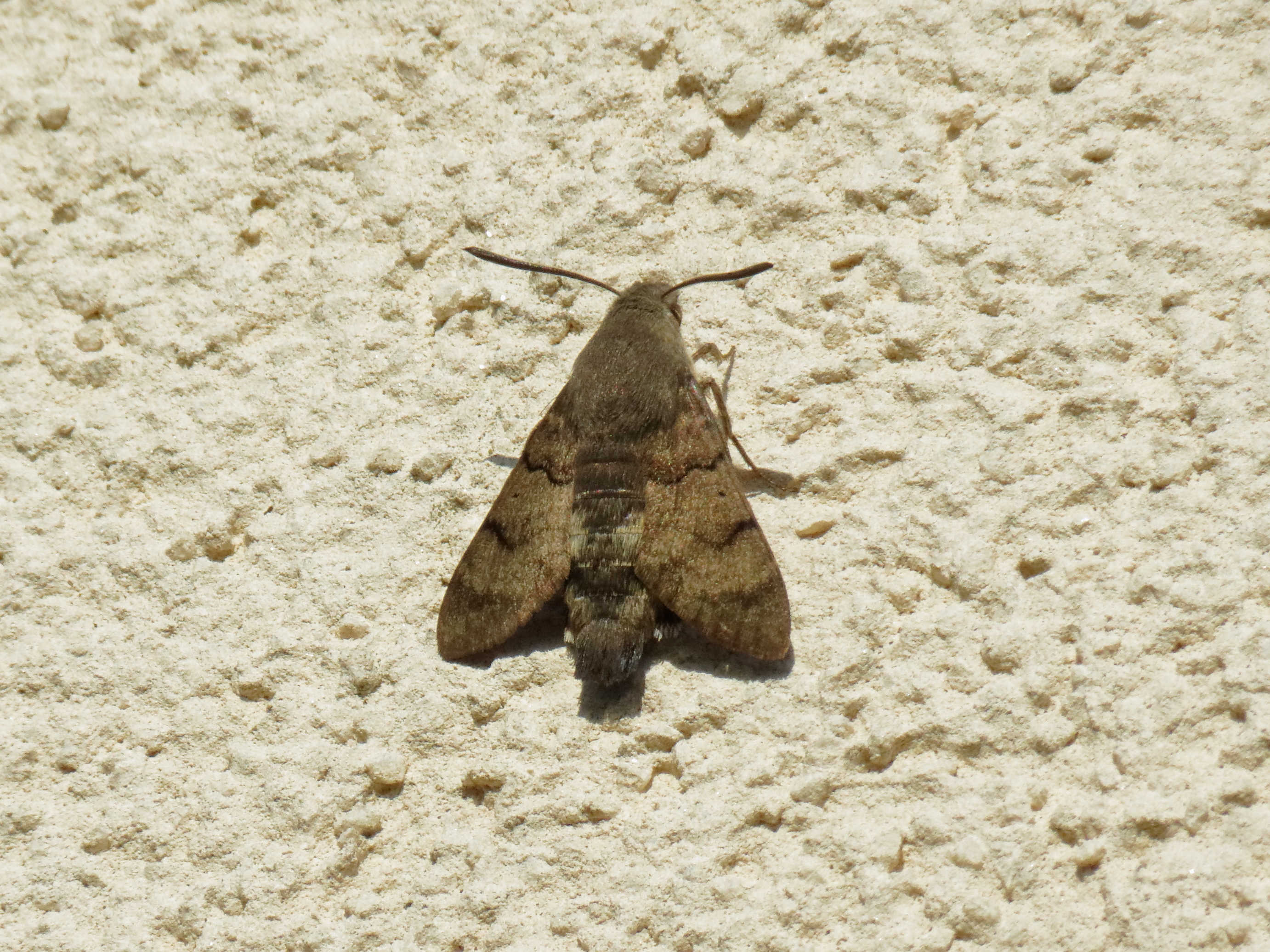 Macroglossum stellatarum - kacsafarkú szender