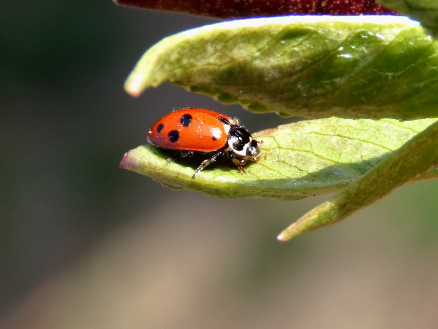 Hippodamia variegata - tizenhárompettyes katica
