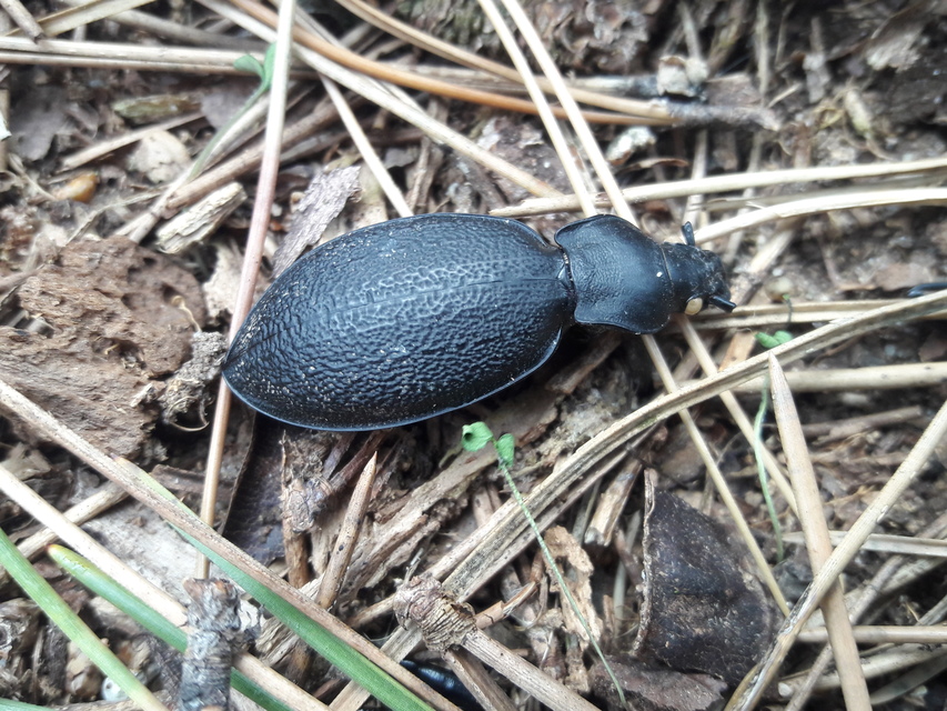 Carabus coriaceus pseudorugifer - nagy bőrfutrinka Carabus coriaceus pseudorugifer - nagy bőrfutrinka