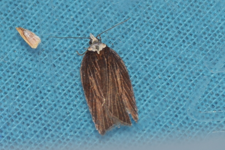 Acleris hastiana - fűzfa-levélmoly