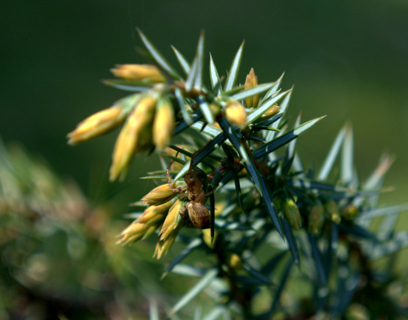 Anyphaena accentuata - jegyespók