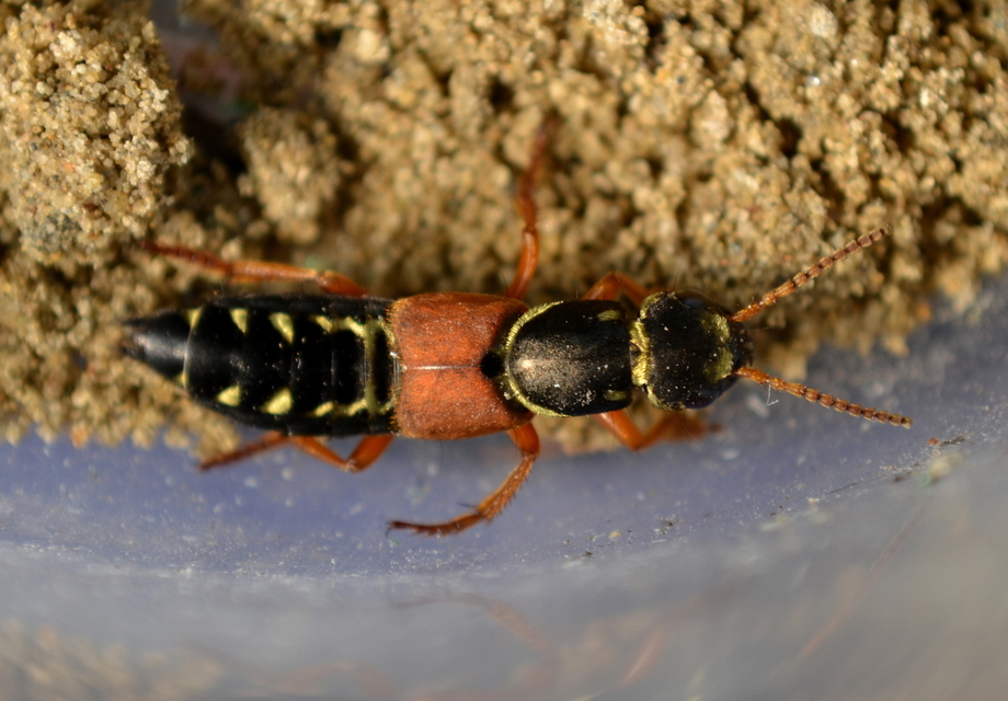 Staphylinus caesareus - aranysujtásos holyva