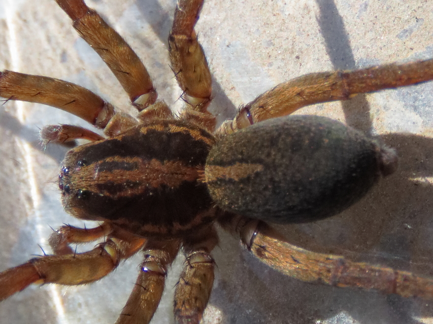 Trochosa