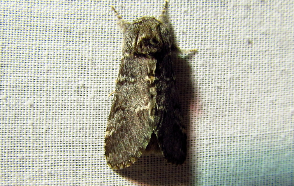 Drymonia ruficornis - cserfa-púposszövő