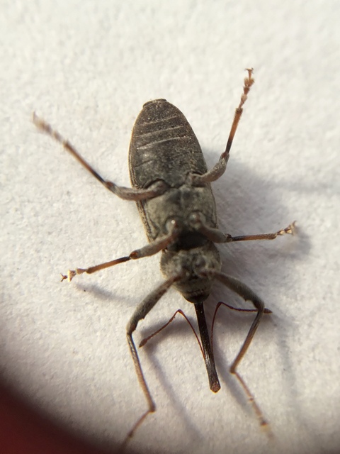 Dorytomus longimanus - kétalakú hangormányos