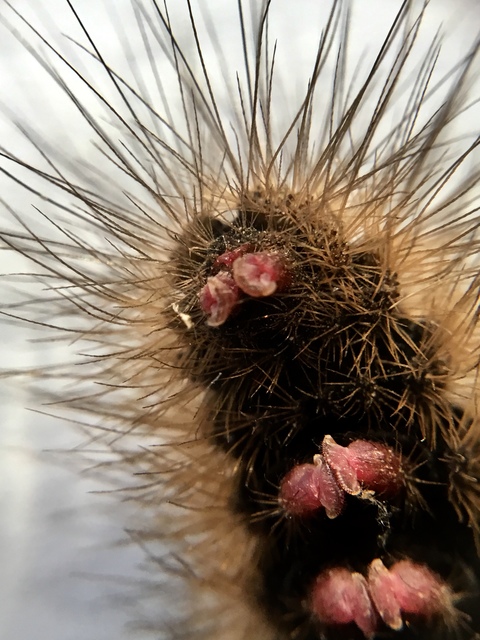 Arctia villica - fekete medvelepke