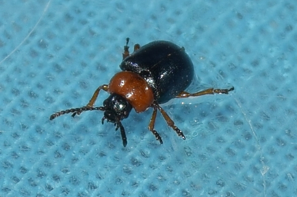 Gastrophysa polygoni - paraj-levélbogár Gastrophysa polygoni - paraj-levélbogár