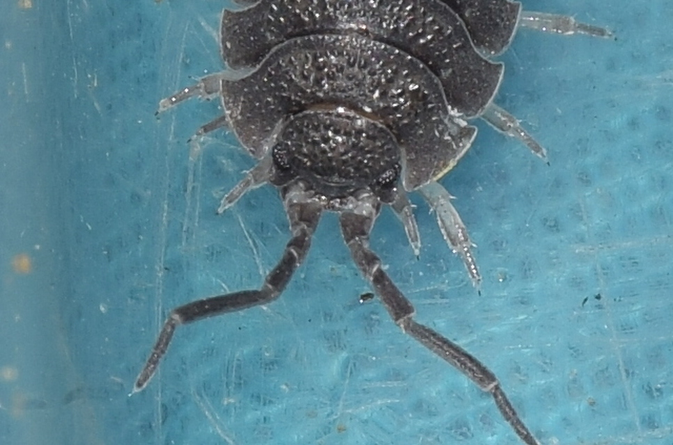 Porcellio scaber - érdes pinceászka