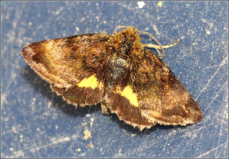 Panemeria tenebrata - apró sárgabagoly