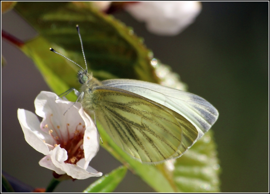 Pieris napi - repcelepke