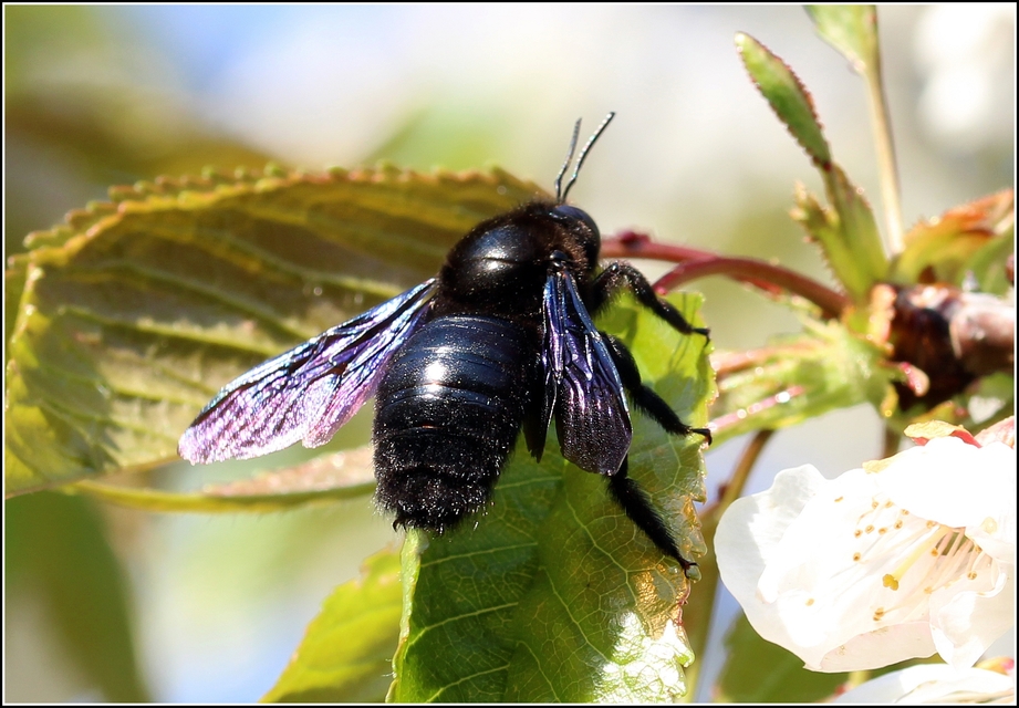 Xylocopa valga - gyakori fadongó