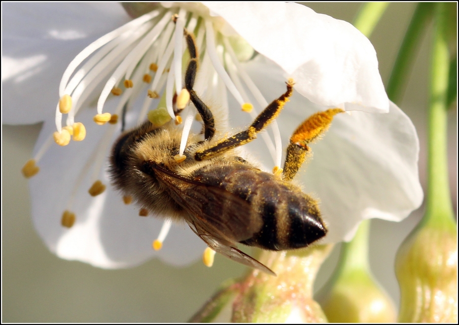 Apis mellifera - háziméh