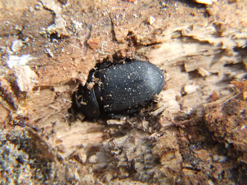 Dorcus parallelipipedus - kis szarvasbogár