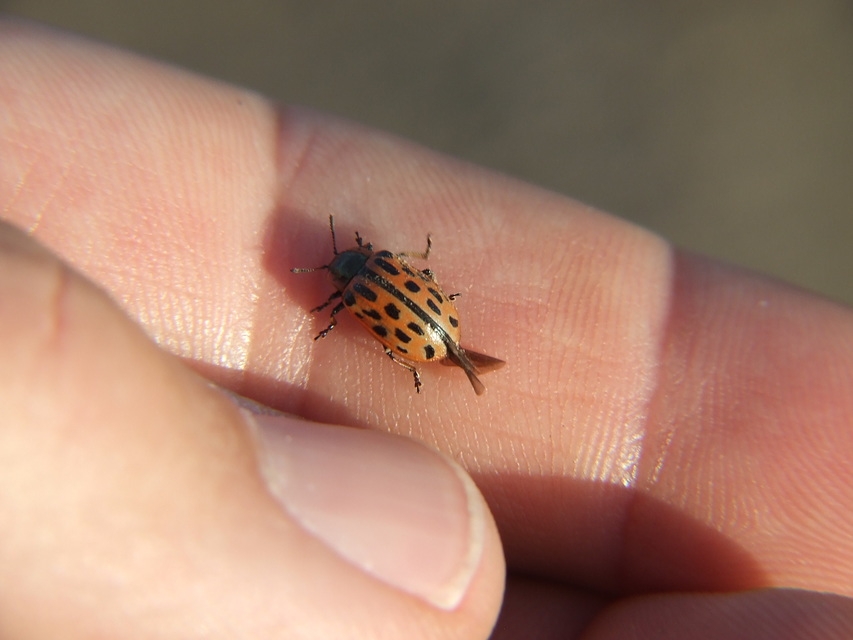 Chrysomela vigintipunctata - húszfoltos fűzlevelész