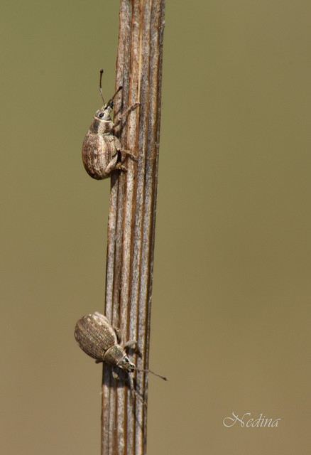 Peritelus familiaris - nagy kendermagbogár